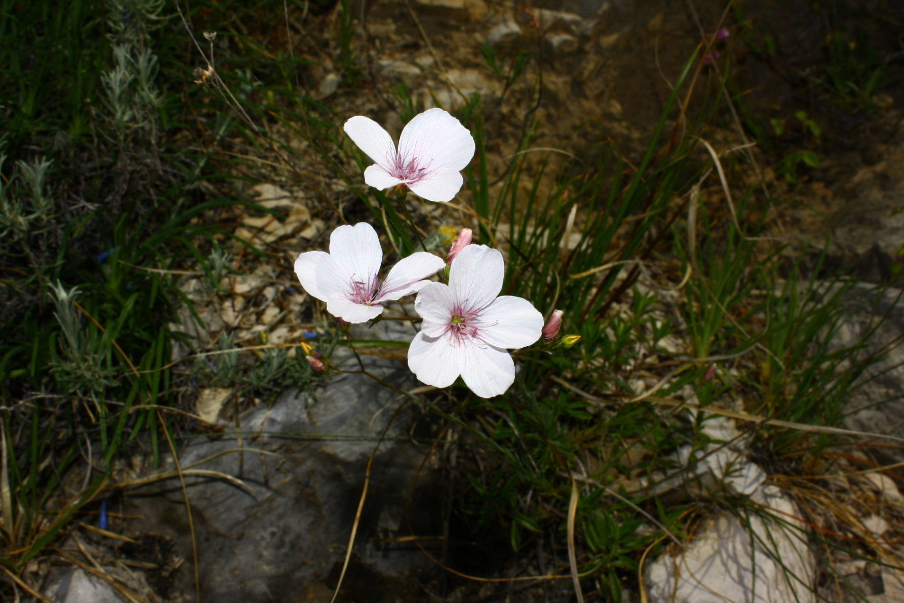 Linum tenuifolium
